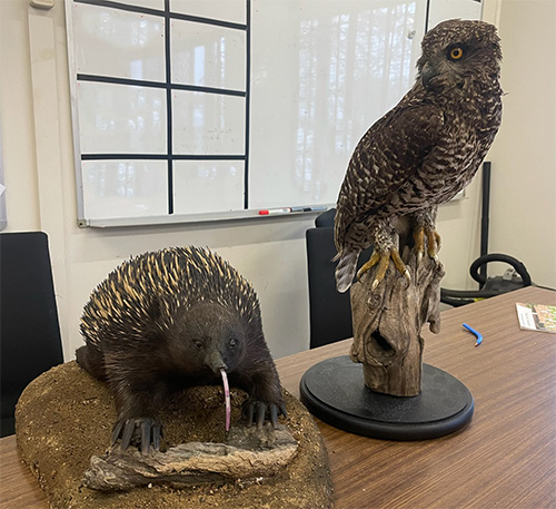Taxidermied eagle and echidna