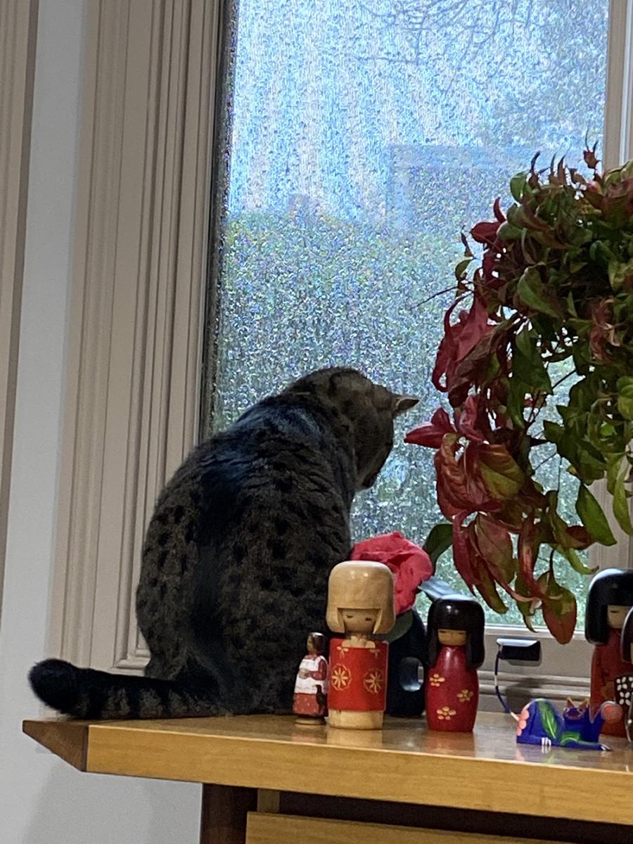 foster cat looking out raining window