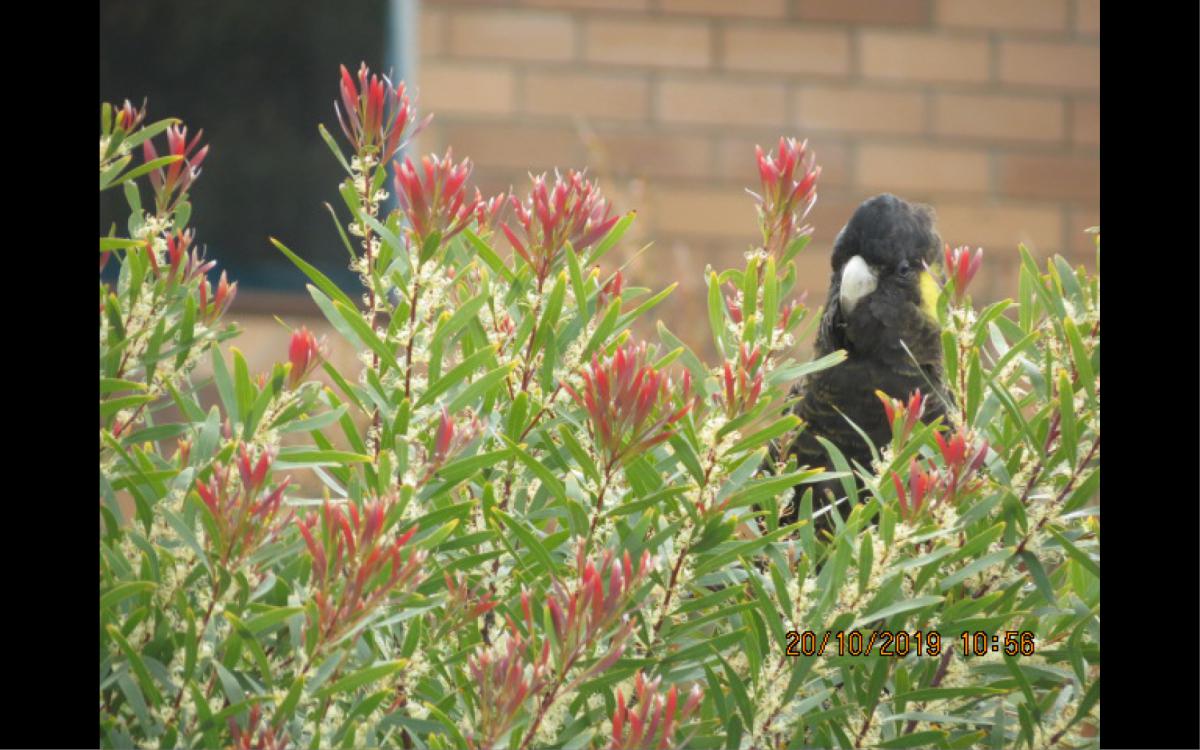 Black cockatoos in bushes