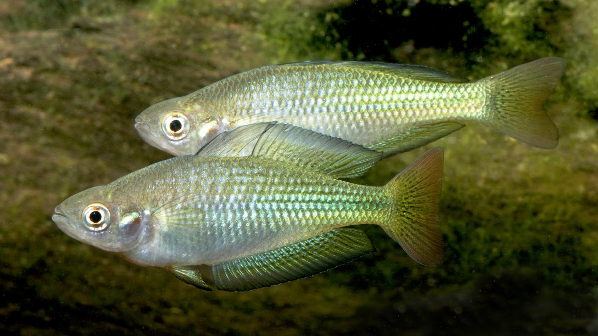 Murray River Rainbowfish Gunther Schmida