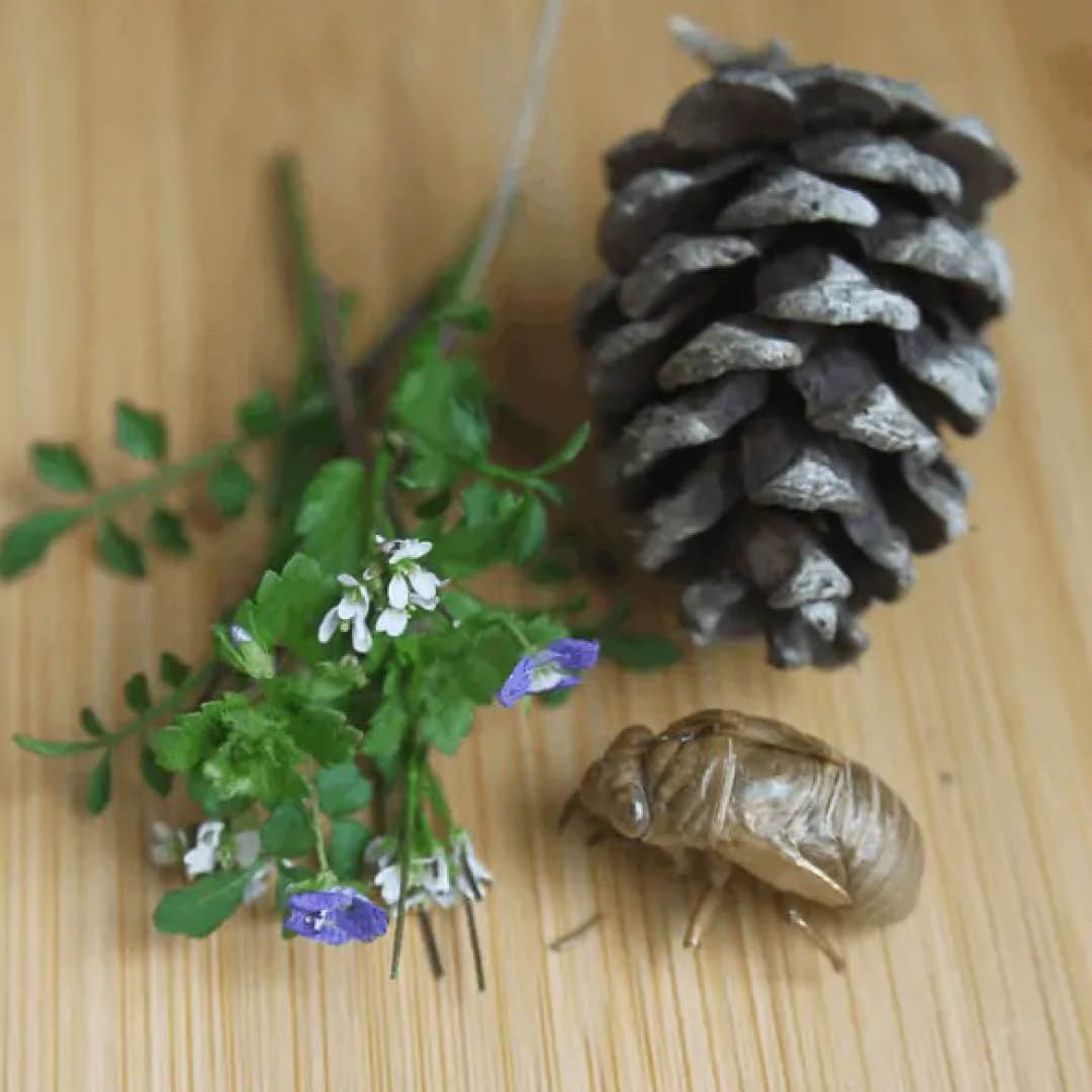 Nature table with pinecone, bug and twigs
